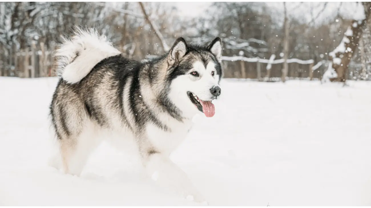 Alaskan Malamute