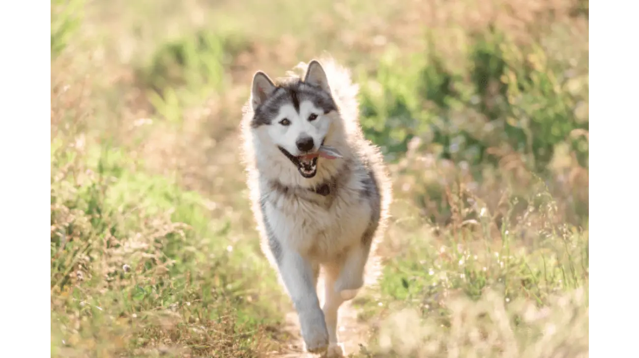 Alaskan Malamute 1