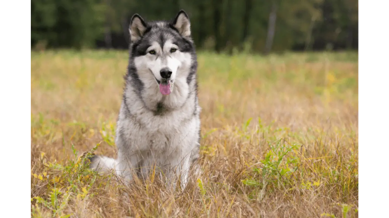 Alaskan Malamute 0