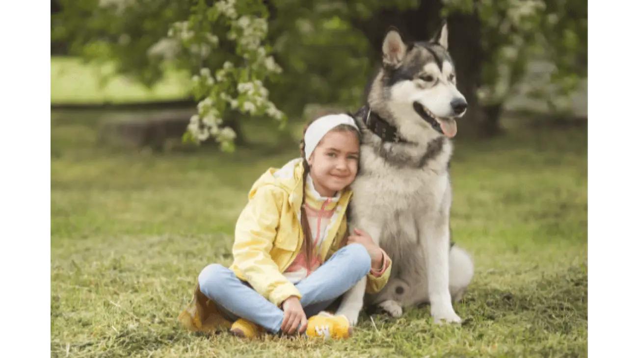 Alaskan Malamute 2