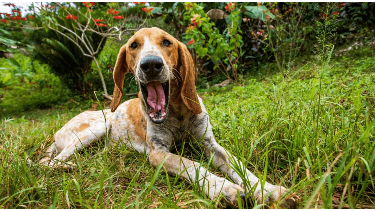 American English Coonhound