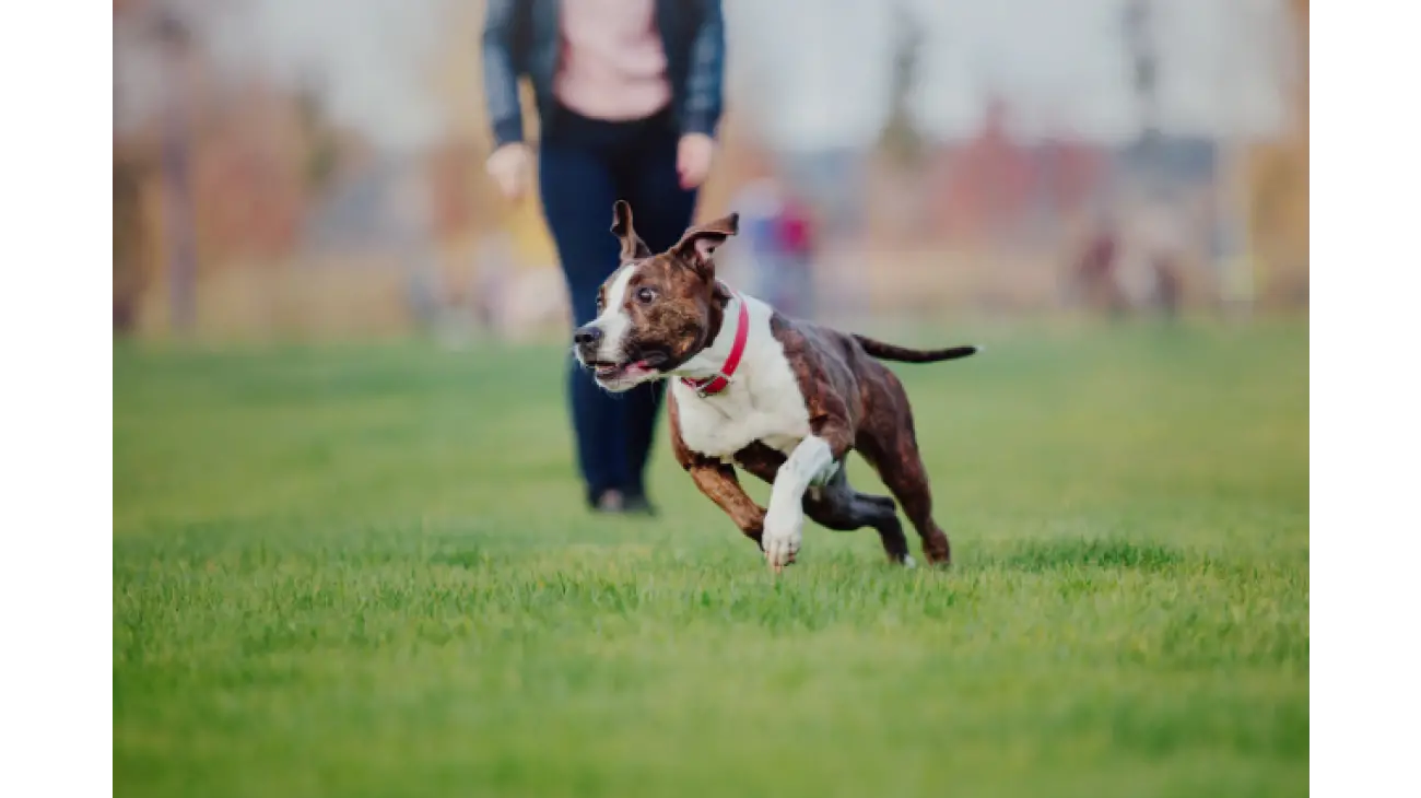 American Staffordshire Terrier 1