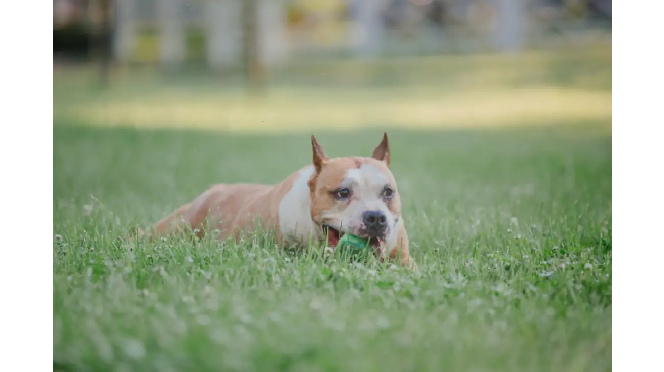 American Staffordshire Terrier 2