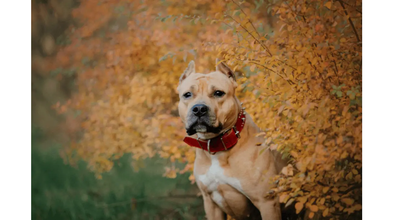 American Staffordshire Terrier 4