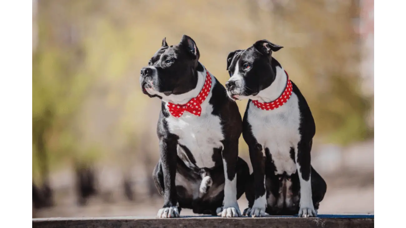 American Staffordshire Terrier 5