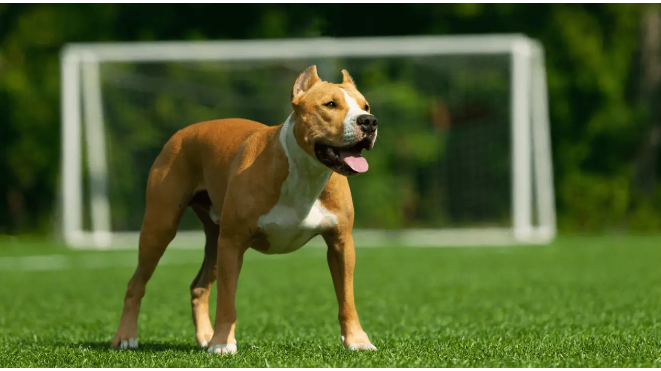 American Staffordshire Terrier