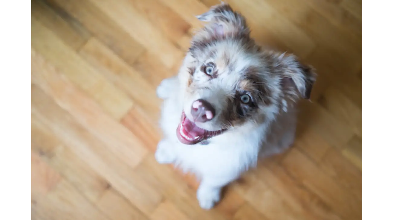 Australian Shepherd 1