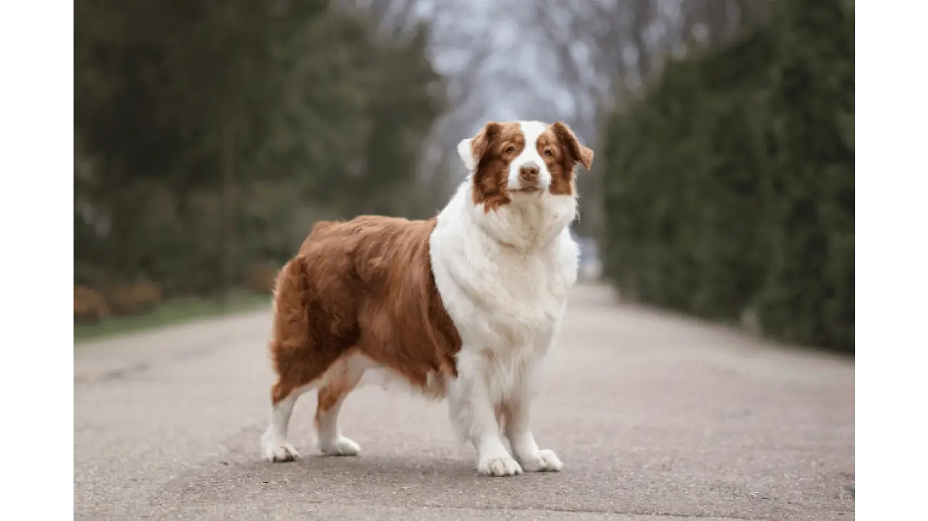 Australian Shepherd 3