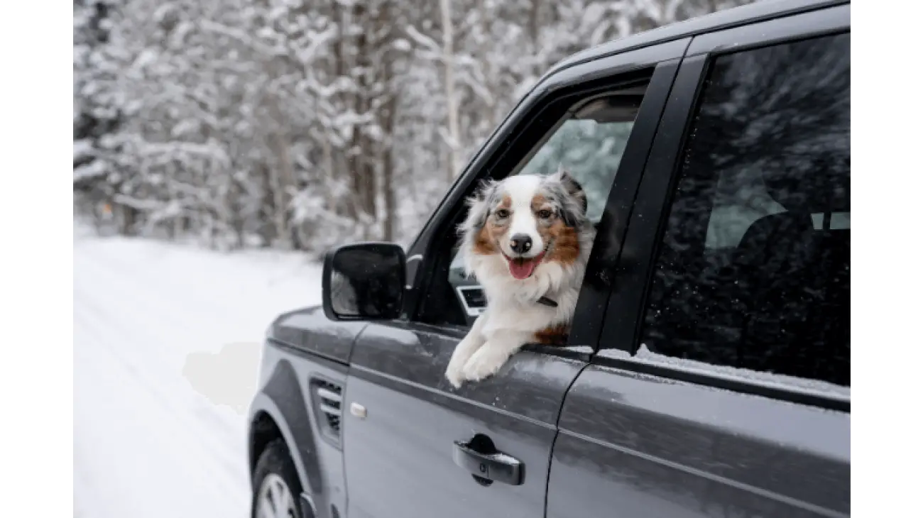 Australian Shepherd 2