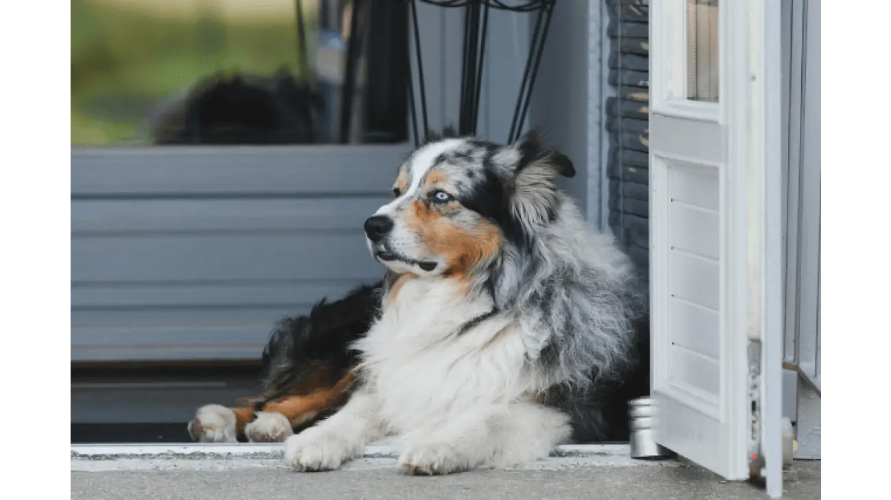 Australian Shepherd 6