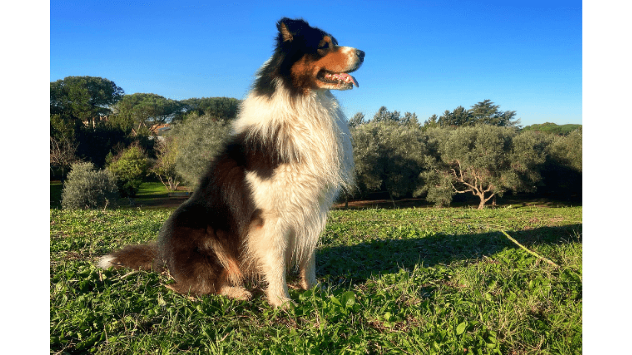 Australian Shepherd Breed Guide