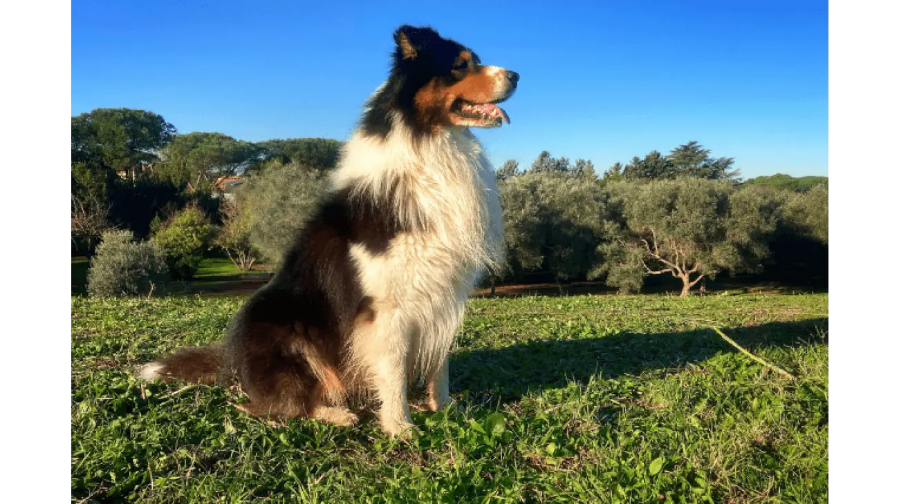 Australian Shepherd 0