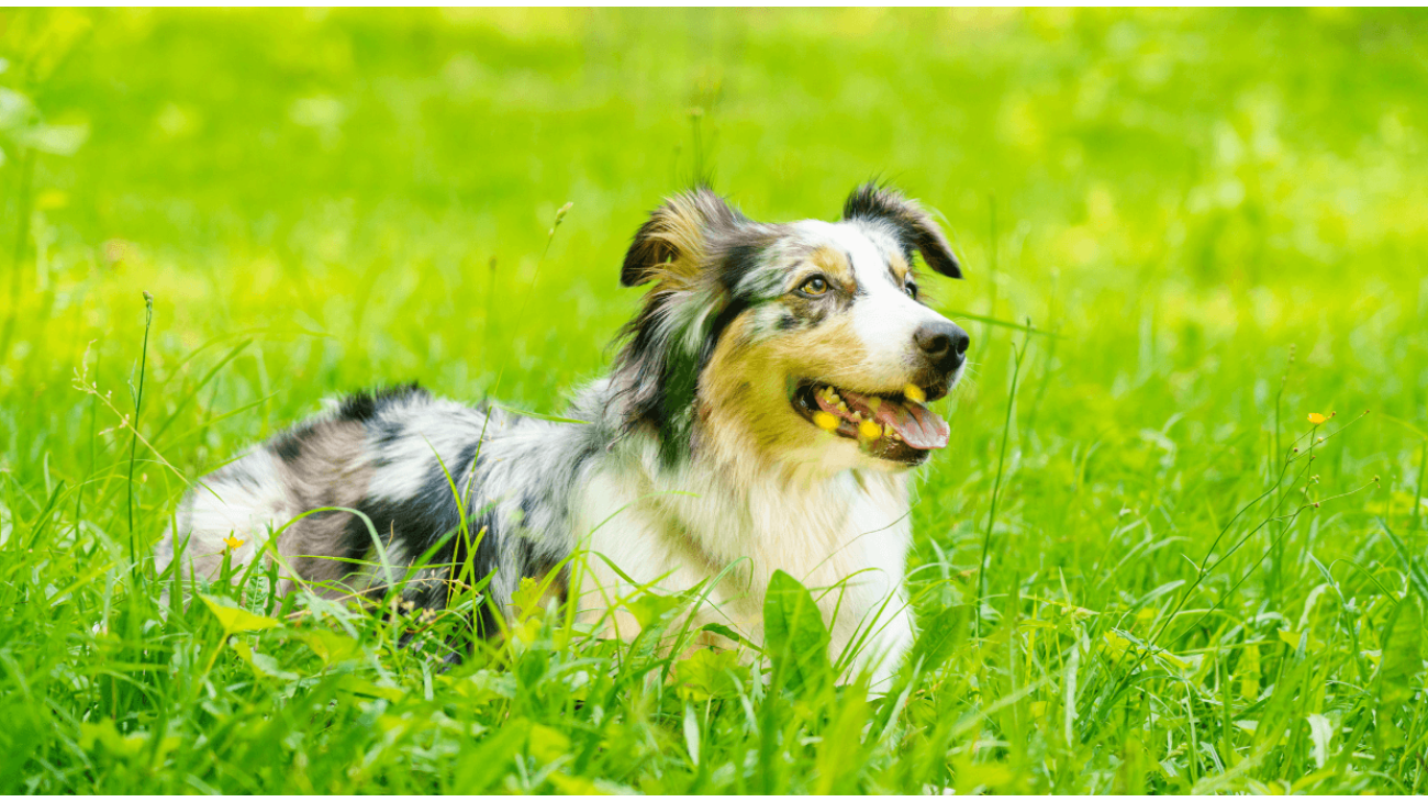 Australian Shepherd Breed Information Guide