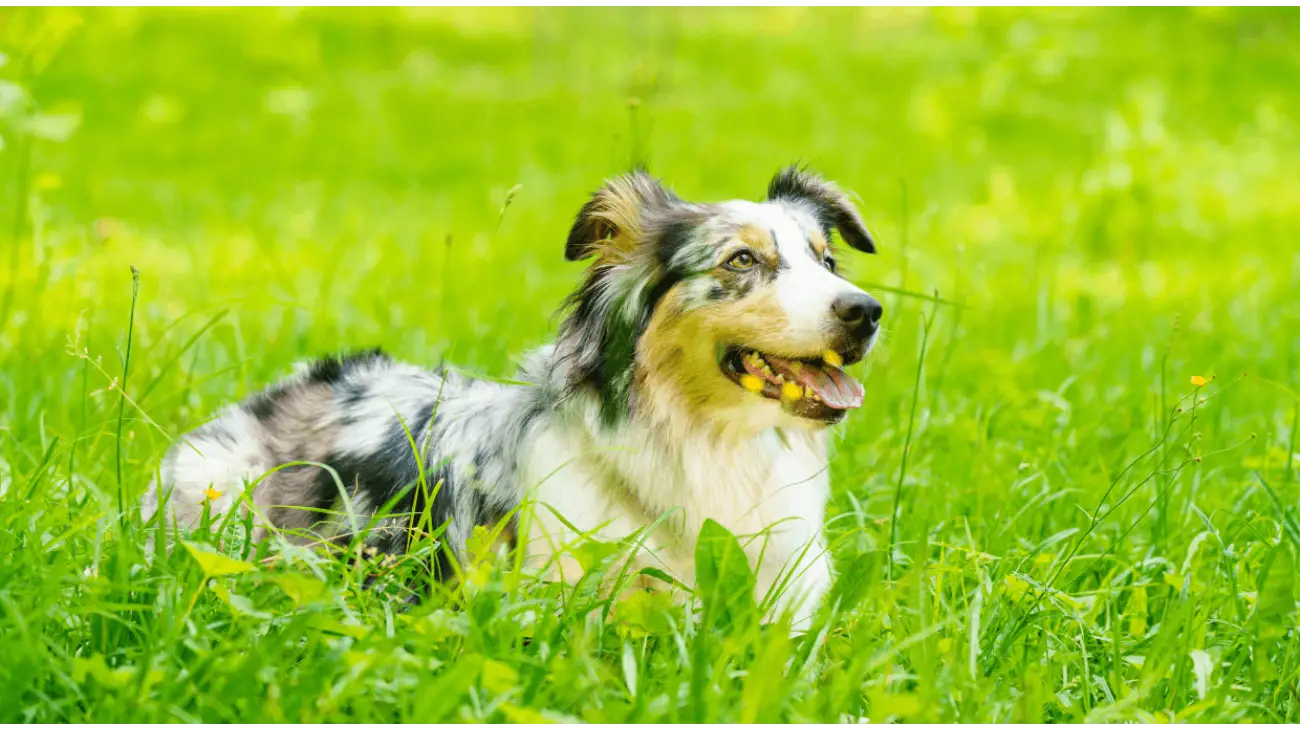 Australian Shepherd