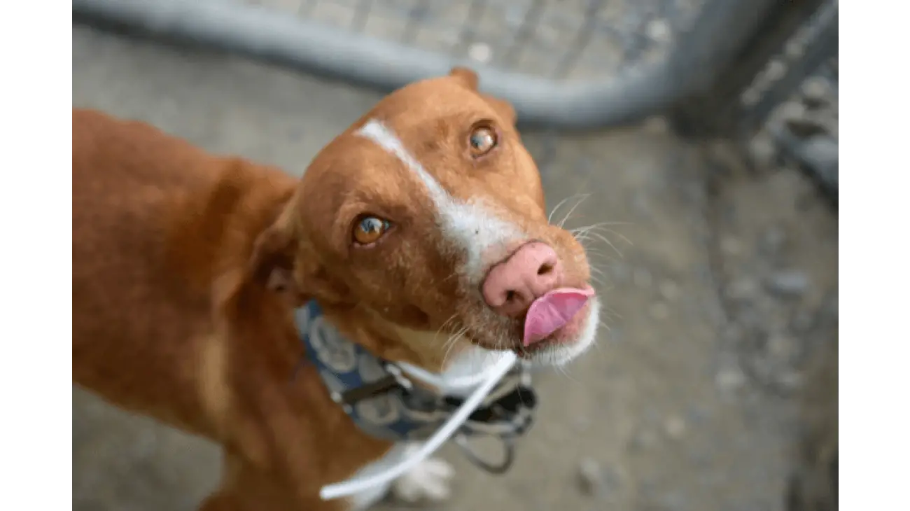 Austrian Pinscher 1