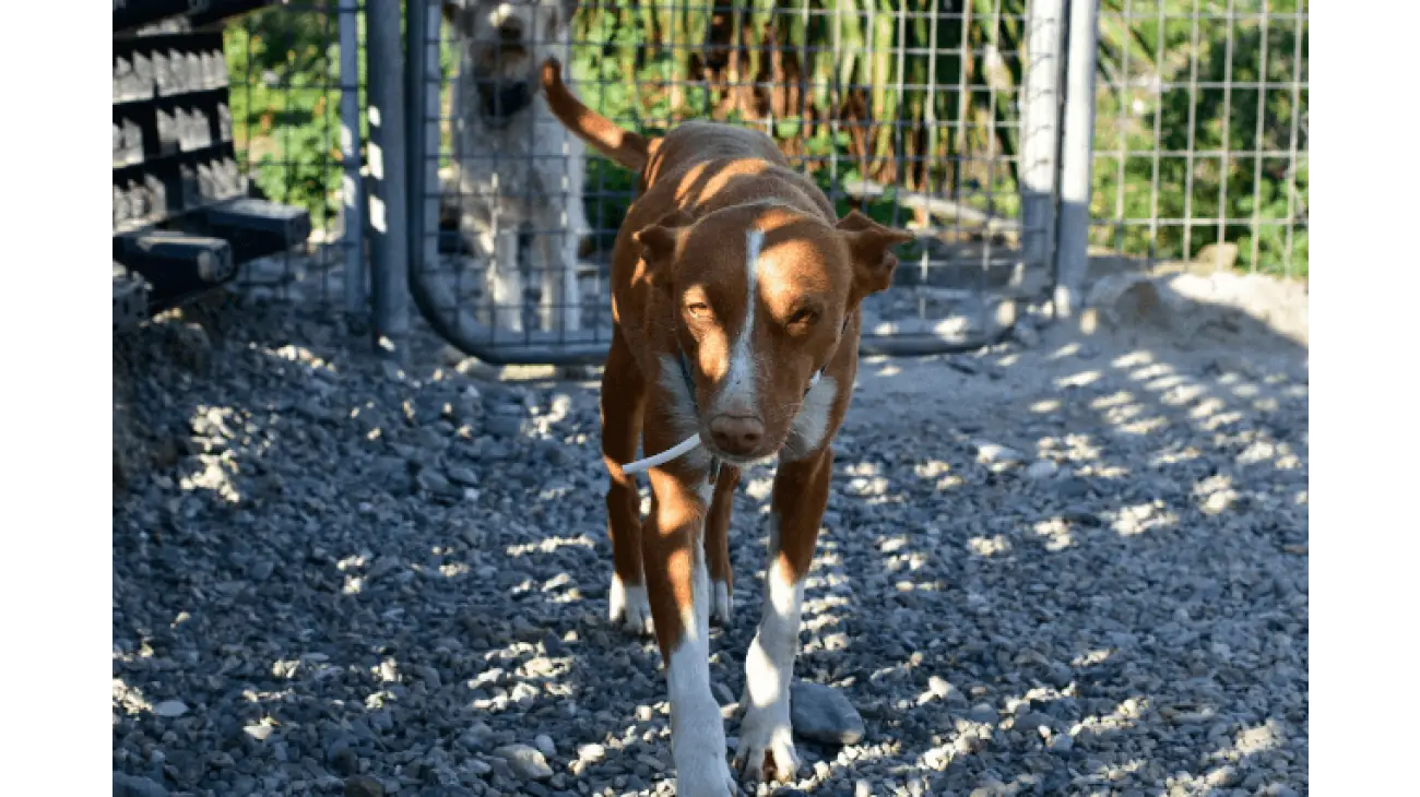 Pinscher Austriaco 2