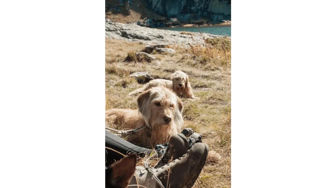 Barak Hound (Bosnian Coarse-Haired Hound) 1