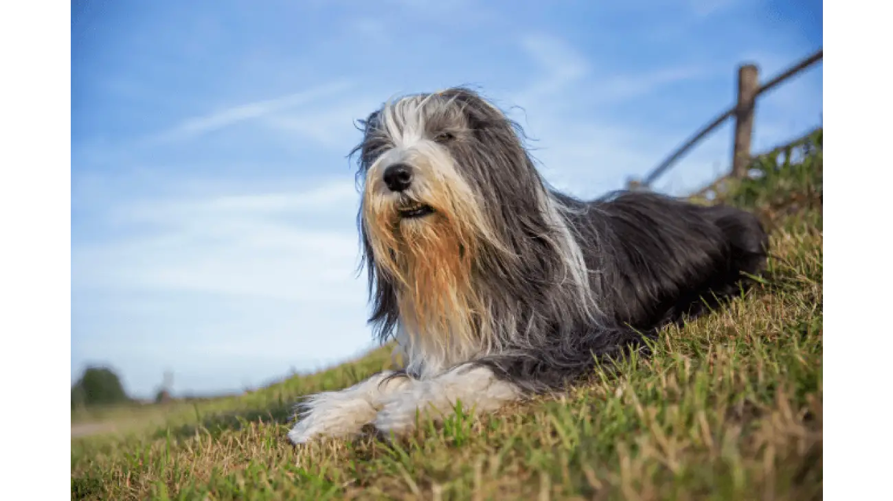 Bearded Collie 0