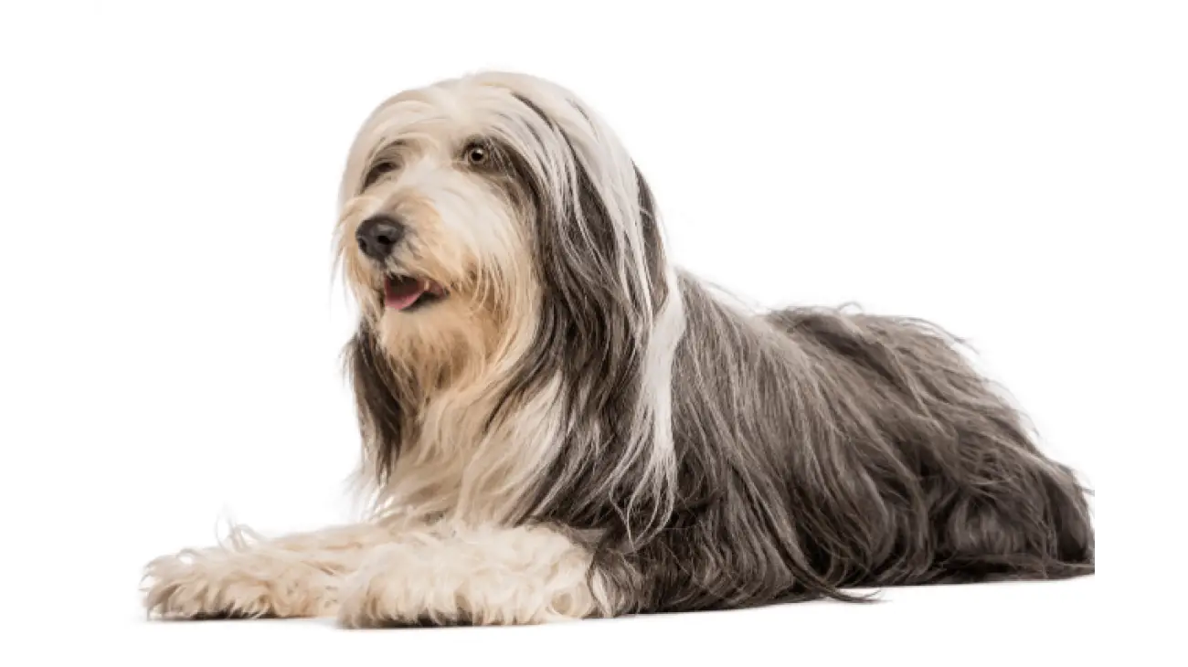 Bearded Collie 1