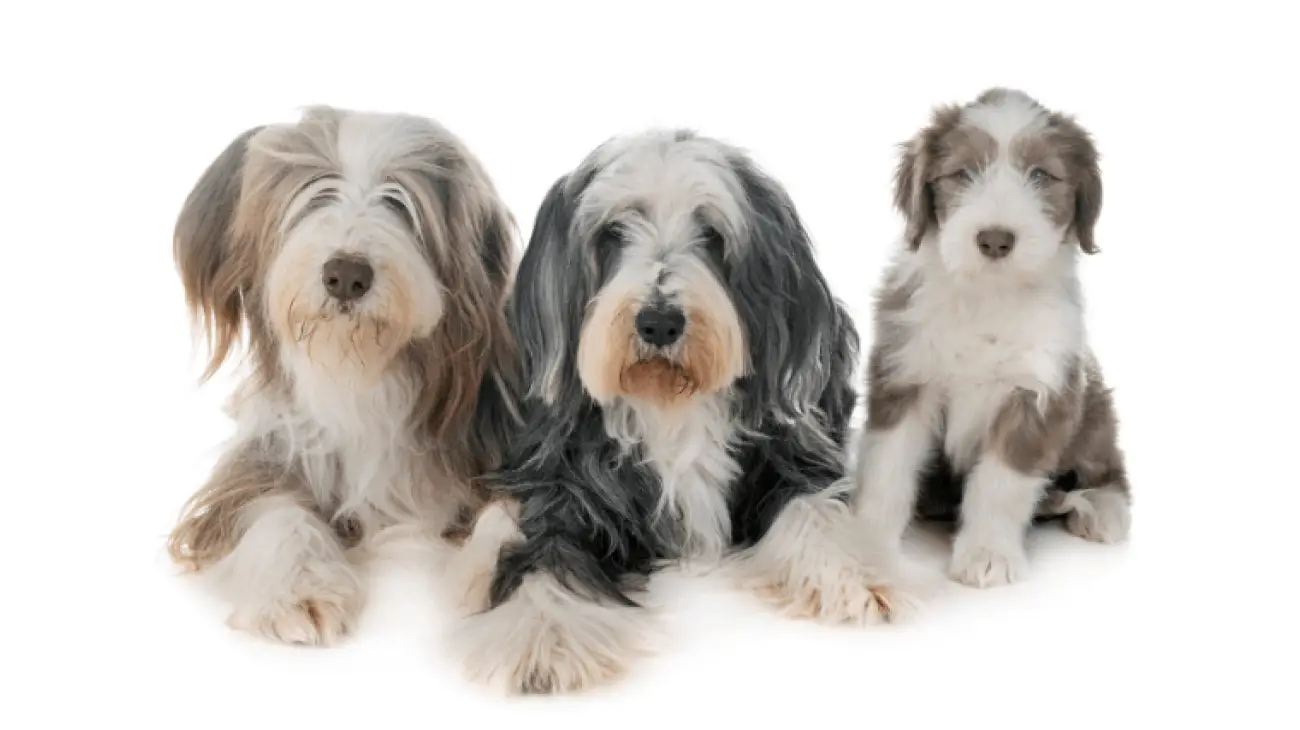 Bearded Collie 2