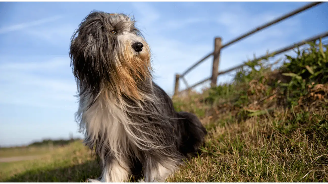 Bearded Collie