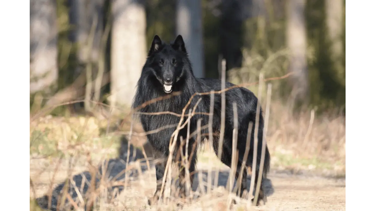 Belgian Sheepdog Groenendael 0