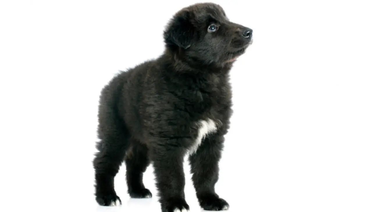 Belgian Sheepdog Groenendael 1