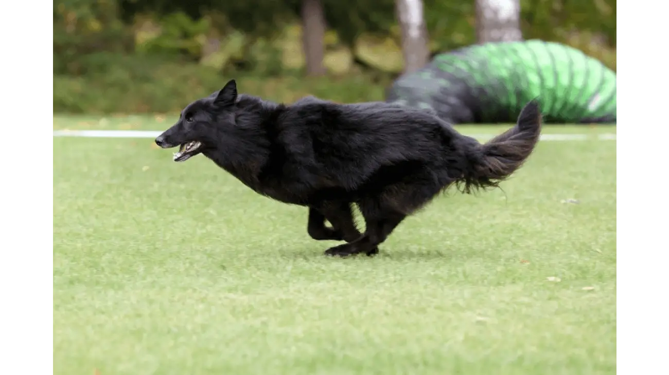 Belgian Sheepdog Groenendael 2