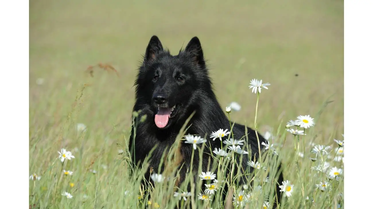 Belgian Sheepdog Groenendael