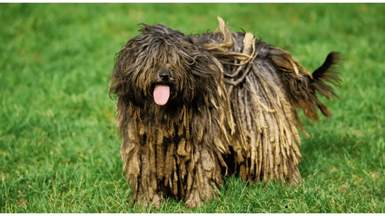 Bergamasco Shepherd