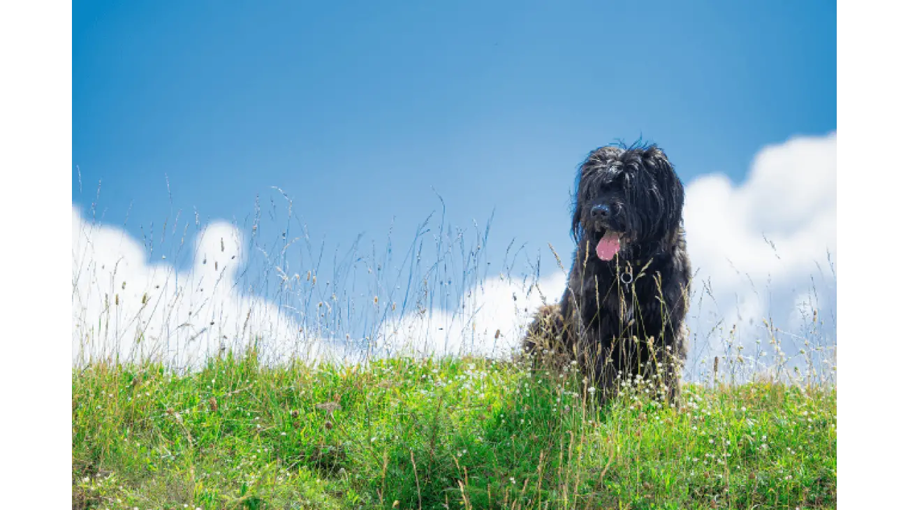 Bergamasco Shepherd 1