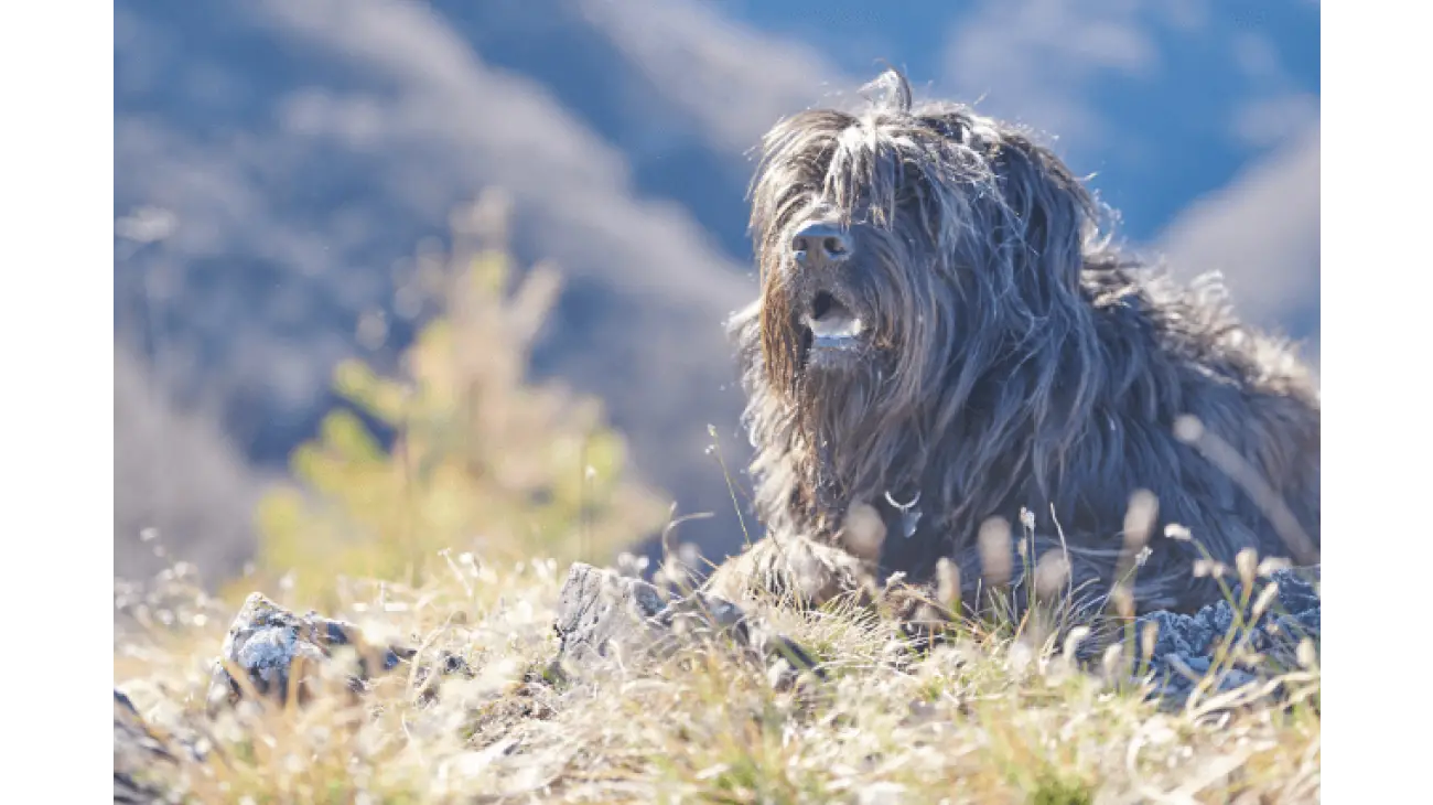 Bergamasco Shepherd 2