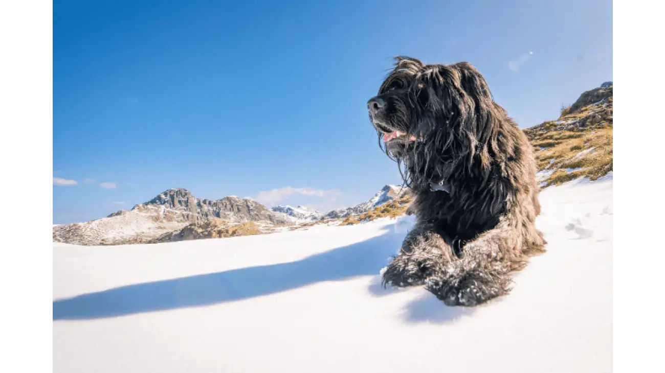 Bergamasco Shepherd 4