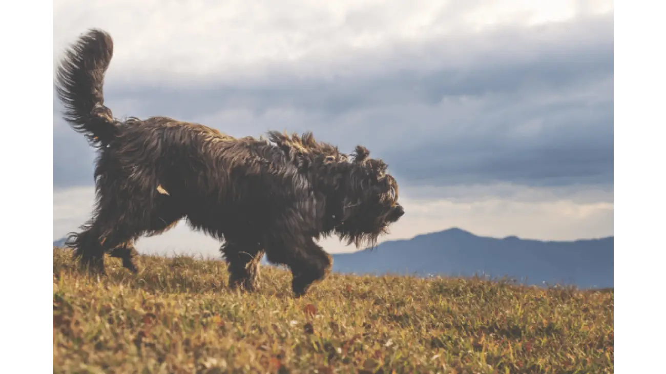 Bergamasco Shepherd 5