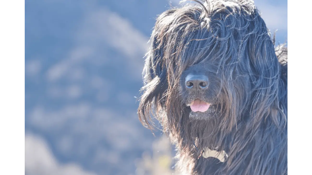 Pastor de Bergamasco 0