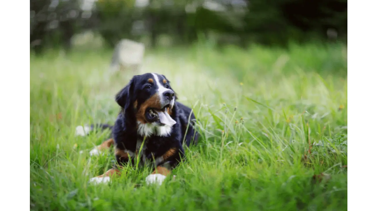 Bernese Mountain Dog 0