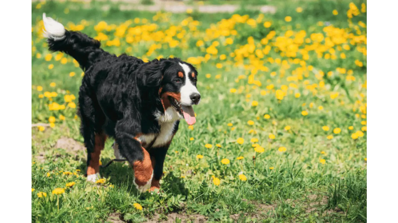 Bernese Mountain Dog 4