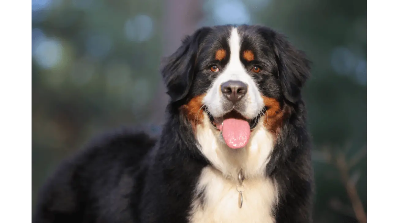 Bernese Mountain Dog 5