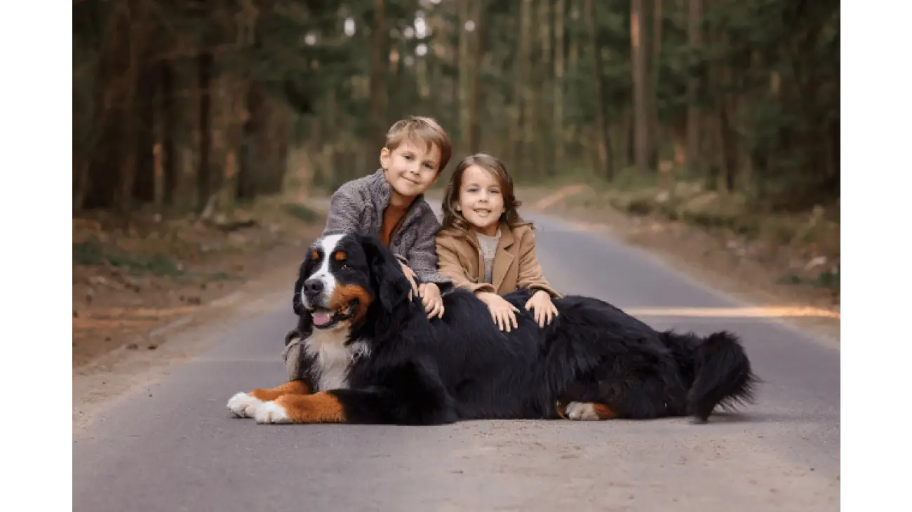 Bernese Mountain Dog 2