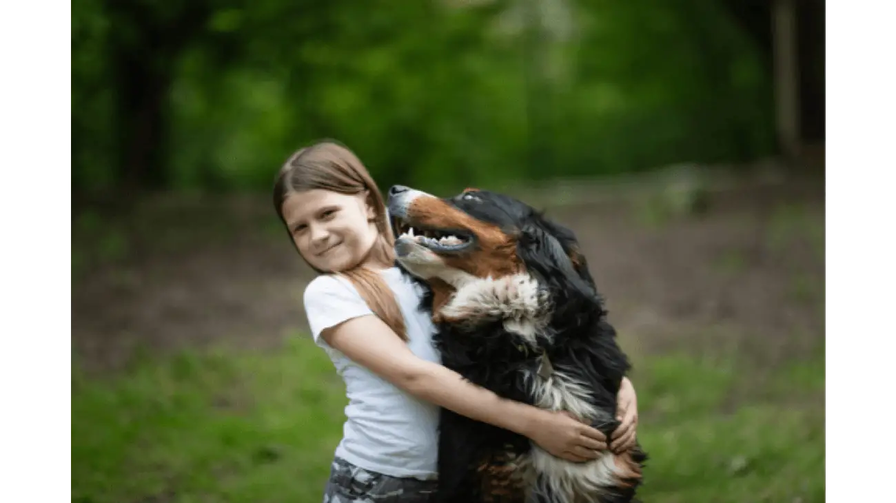 Bernese Mountain Dog 3