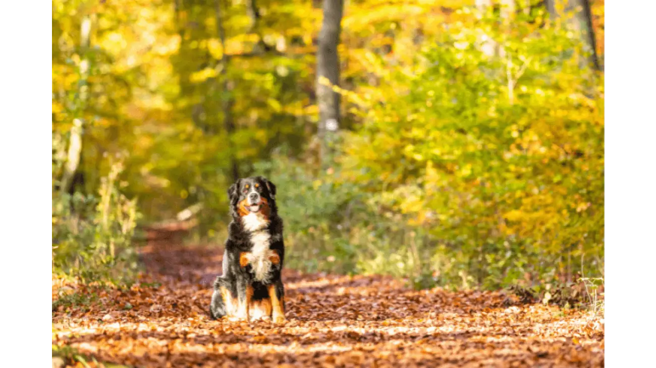 Bernese Mountain Dog 1