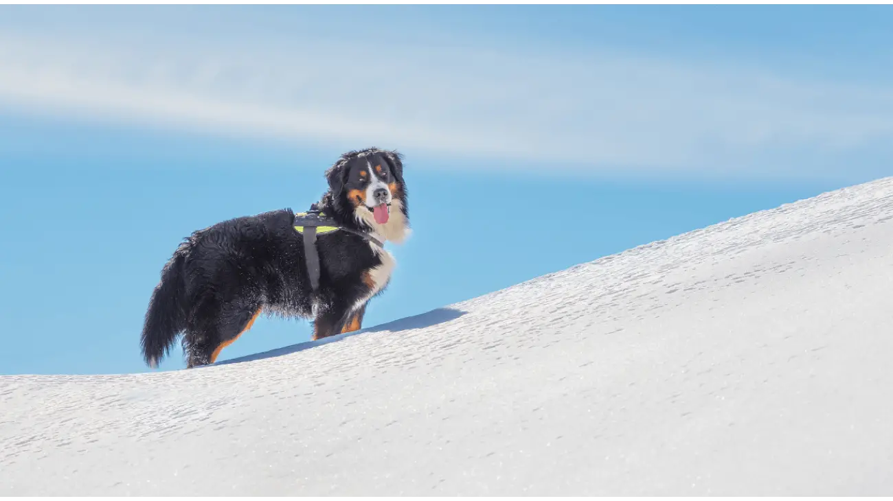 Bernese Mountain Dog