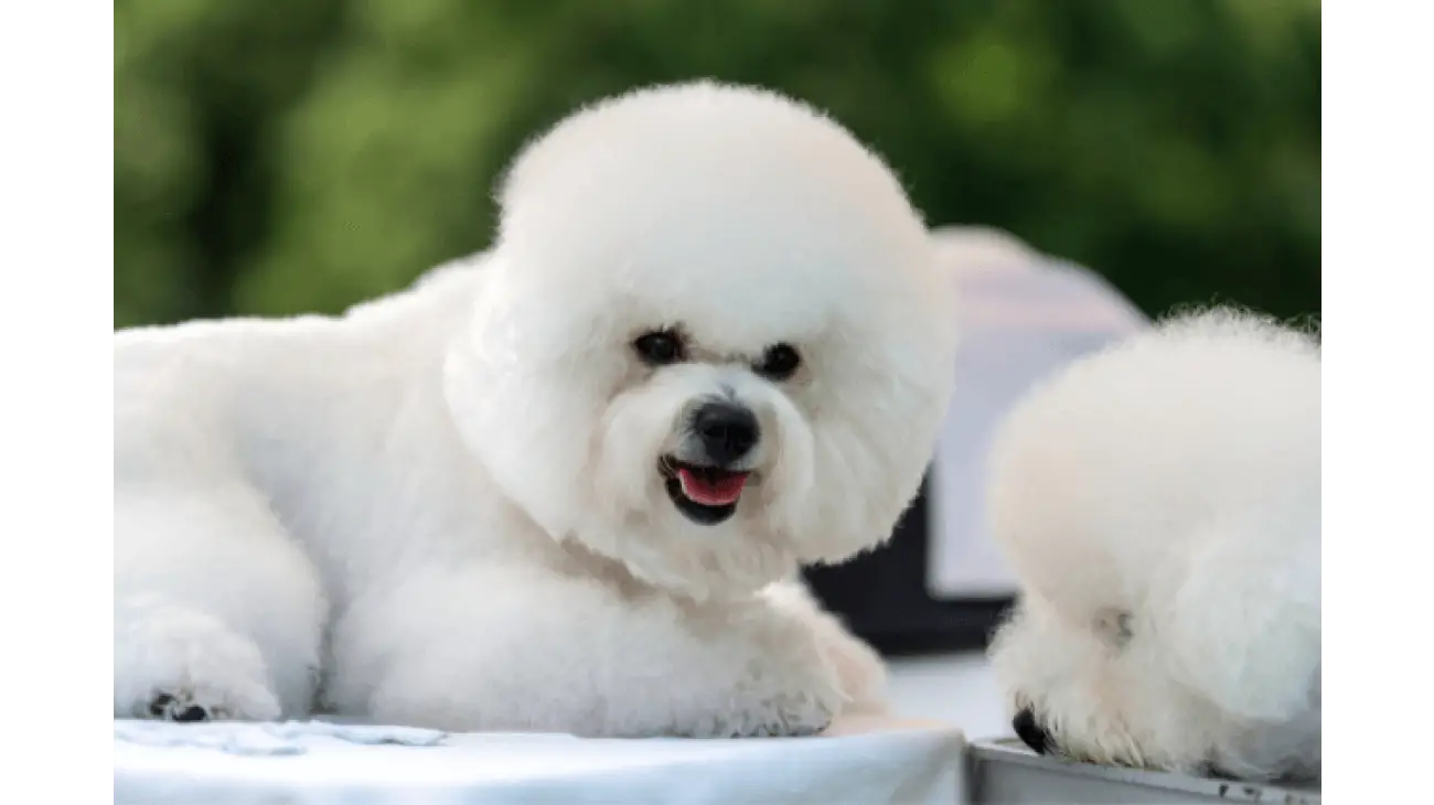 Bichon Frise 0