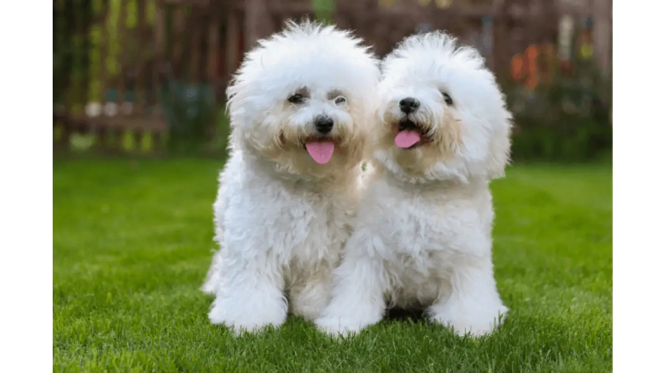 Bichon Frise 2