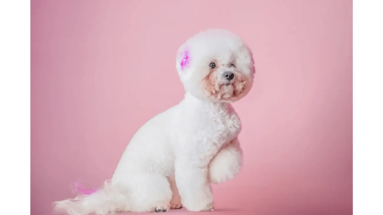 Bichon Frise 1