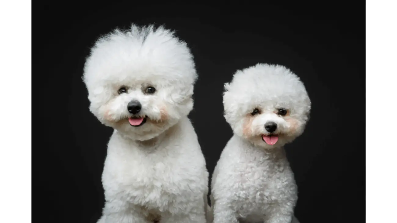 Bichon Frise 4