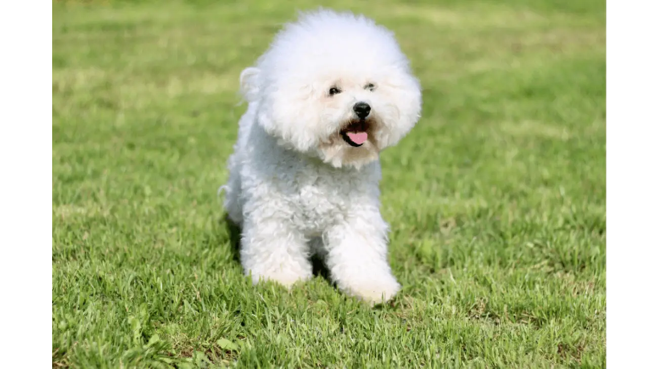 Bichon Frise 5