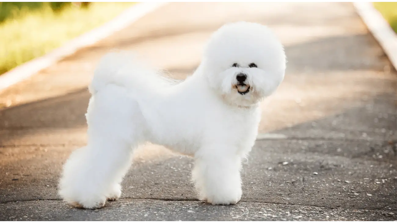 Bichon Frise