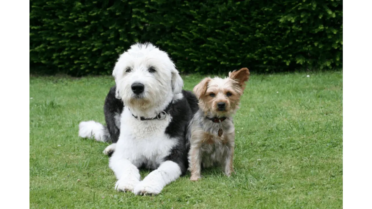 Antiguo perro de Pastor Inglés 0