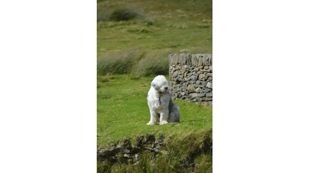 Old English Sheepdog - Bobtail 3